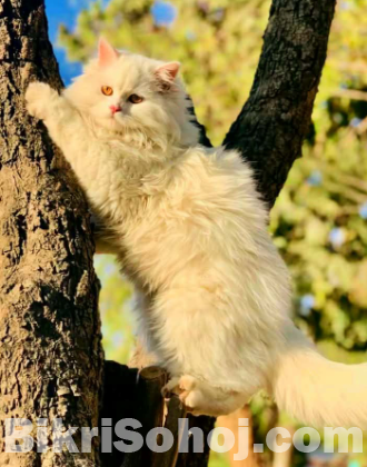 Persian cat